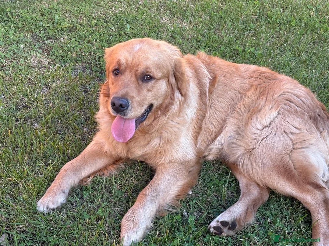 Golden Retriever cani in vendita: Golden retriever  a Provincia di Varese - Annuncio 6
