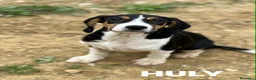 Meticcio cani in regalo: HULYA, cucciolotta super simpatica! - Annuncio 1