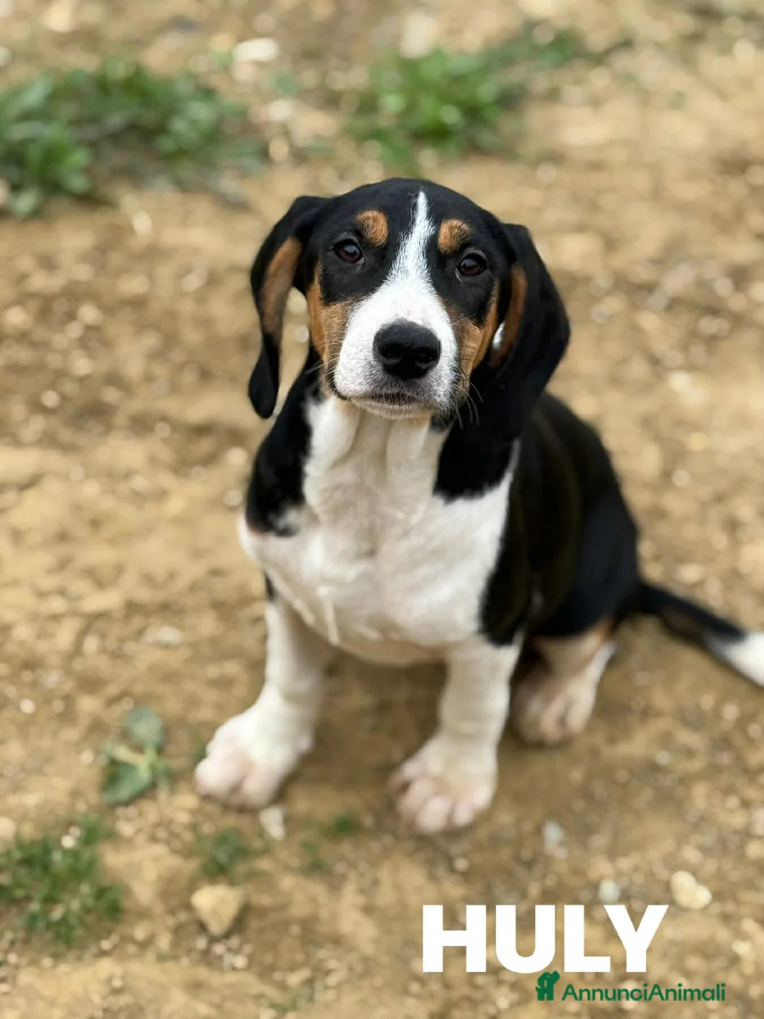 Meticcio cani in regalo: HULYA, cucciolotta super simpatica! - Annuncio 1