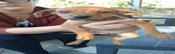 Meticcio cani in regalo: Cuccioli orfani in regalo  - Annuncio 1