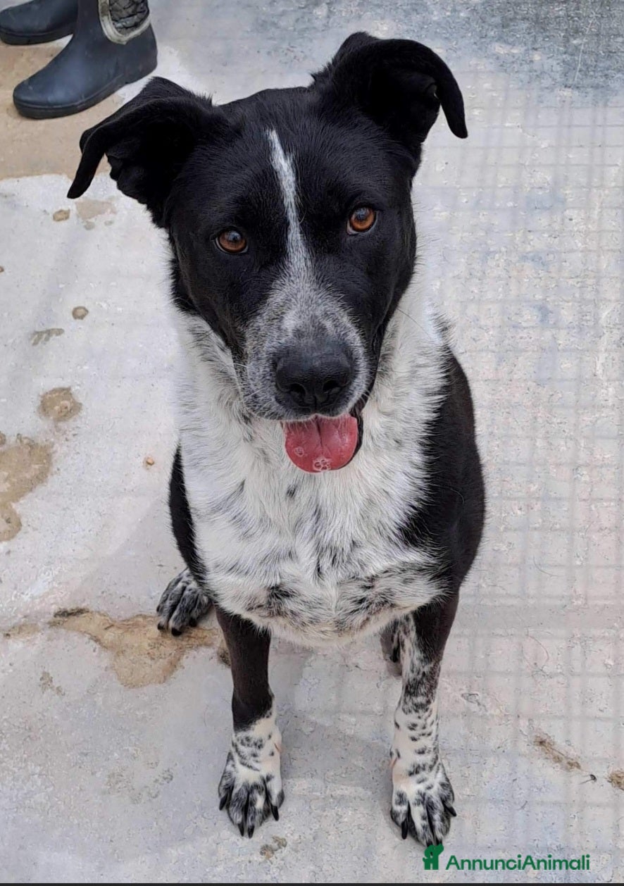 Meticcio cani Femmina 5anni salvata 3anni fa PUGLIA SOS - Annuncio 33