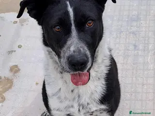 Meticcio cani Femmina 5anni salvata 3anni fa PUGLIA SOS - Annuncio 33