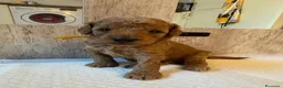 Barboncino Toy cani in vendita: Cuccioli di Barboncino Toy di Razza Pura - Annuncio 6