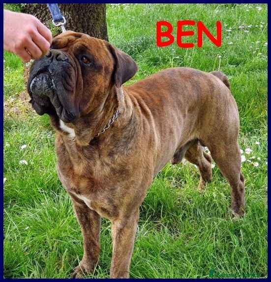 Bullmastiff cani BEN meraviglioso con le persone - Annuncio 1