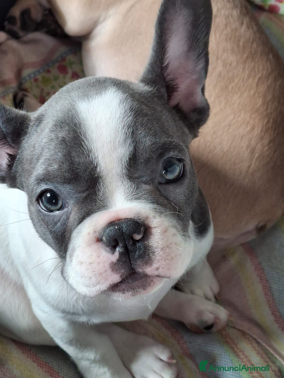 Bulldog Francese cani Ultima cucciola disponibile  a Provincia di Latina - Annuncio 1