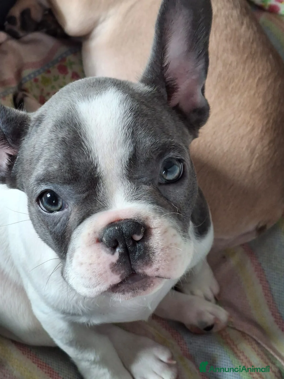 Bulldog Francese cani in vendita: Ultima cucciola disponibile  a Provincia di Latina - Annuncio 1
