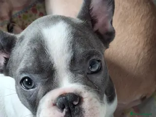 Bulldog Francese cani Ultima cucciola disponibile a Provincia di Latina - Annuncio 1