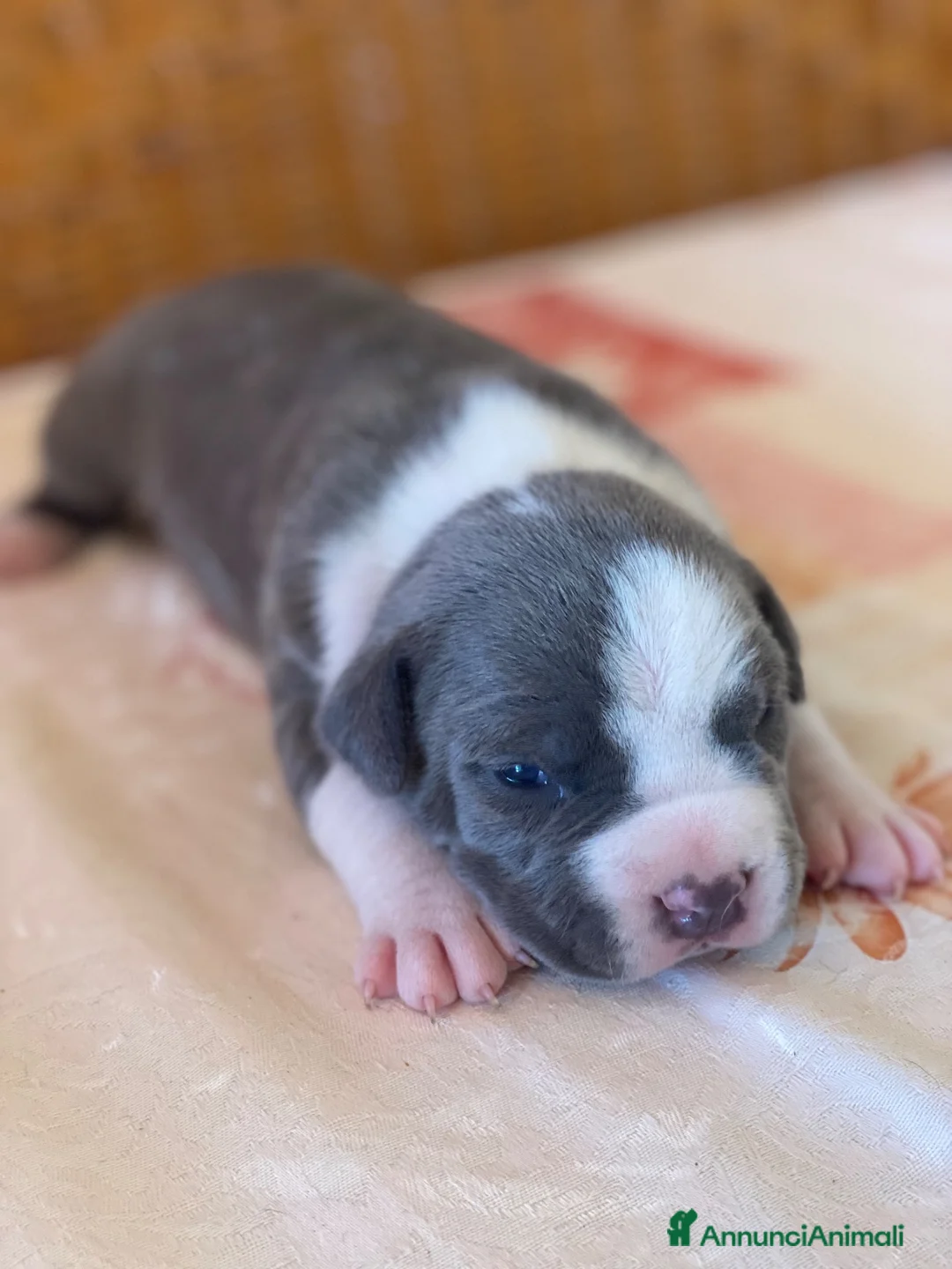 American Staffordshire cani in vendita: Cuccioli Amstaff in prenotazione  a Provincia di Perugia - Annuncio 2