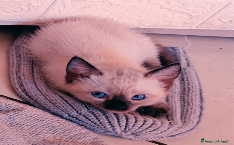 Siamese gatti a Provincia di Monza e della Brianza - Annuncio 14