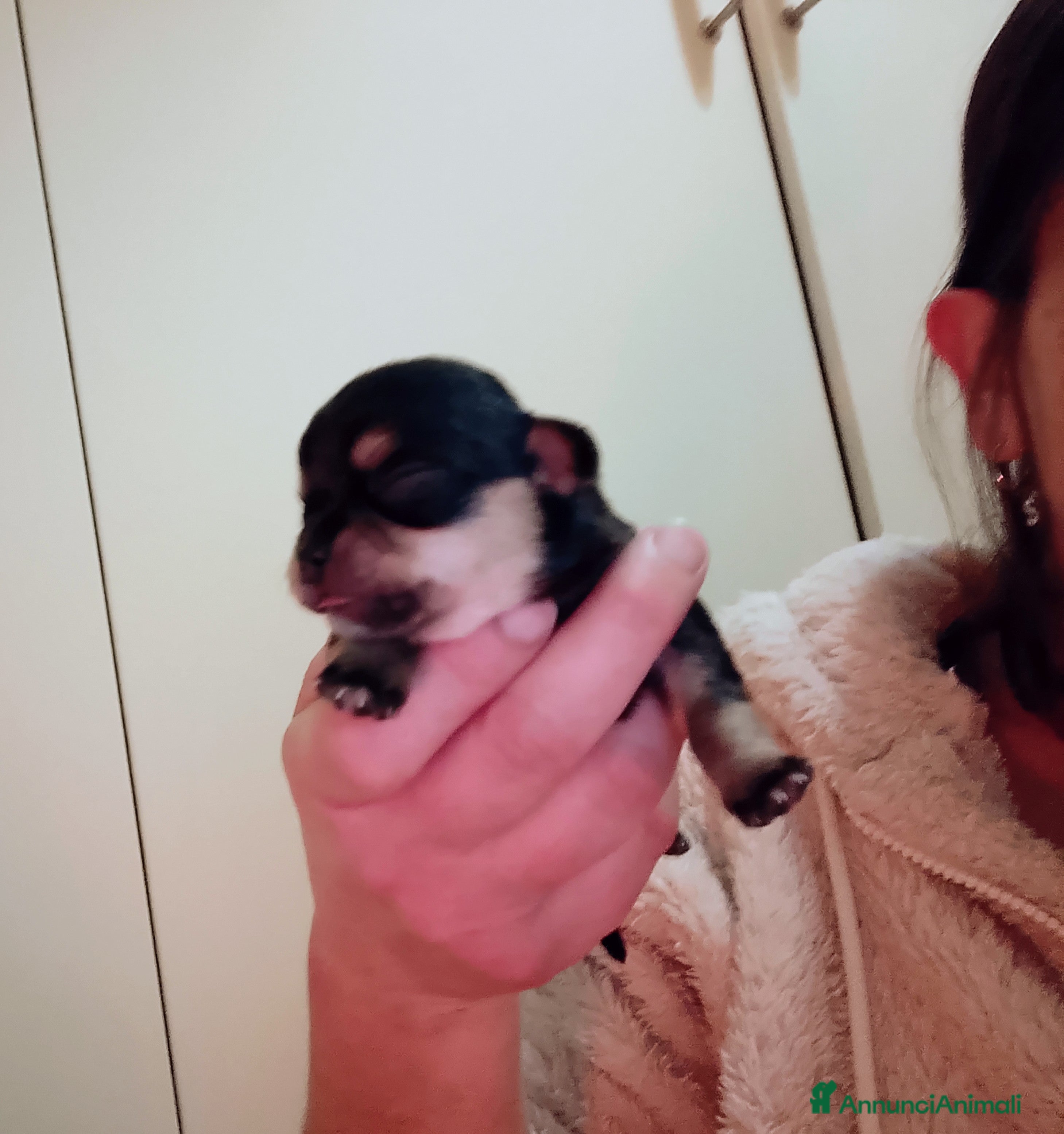 Chihuahua cani Chihuahua pedigree ENCI  - Annuncio 2