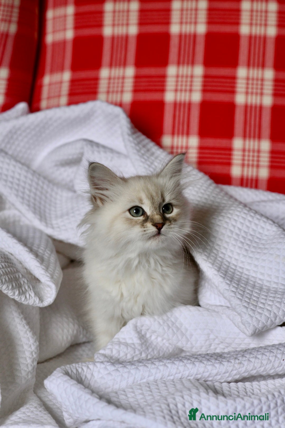 Siberiano gatti in vendita: Cuccioli di Siberiano pedigree ANFI - Annuncio 5