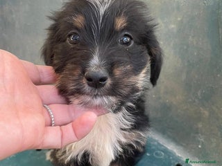 Meticcio cani DIAMANTE - Annuncio 35