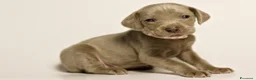 Weimaraner cani in vendita: Cuccioli Weimaraner  - Annuncio 5