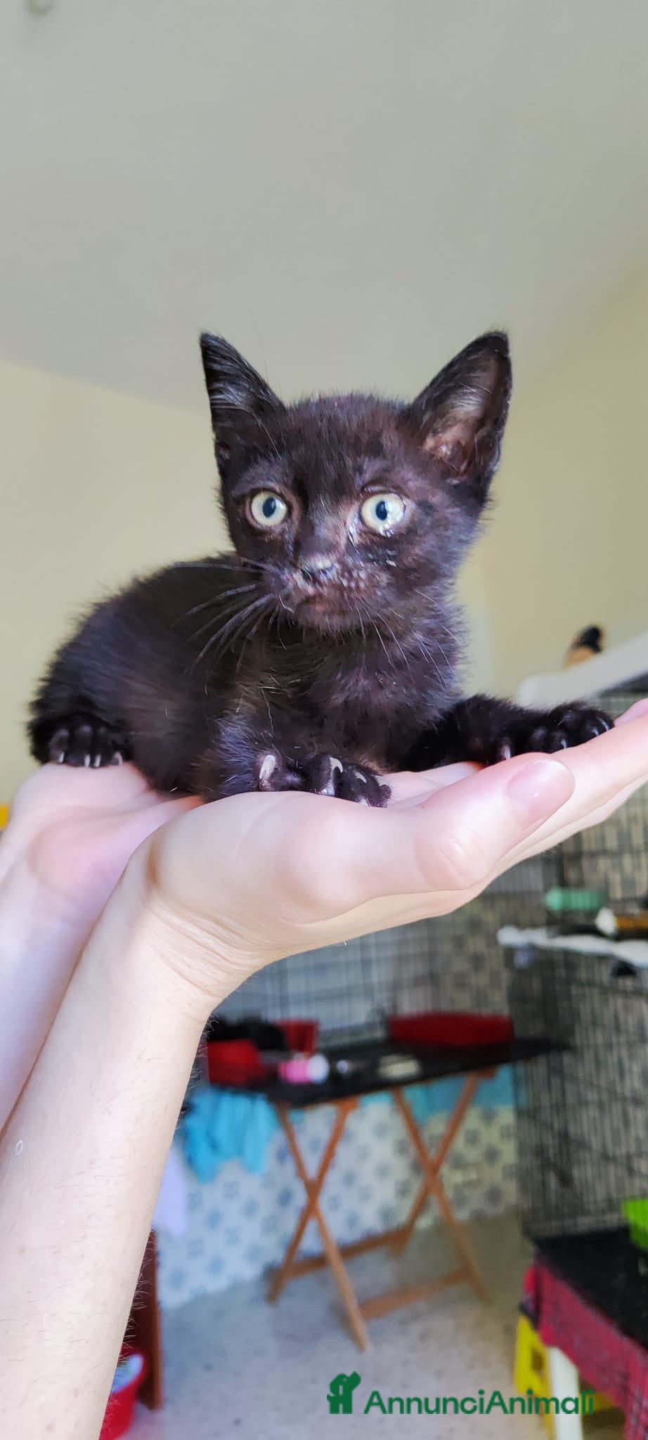 Meticcio gatti Jiji dolcissimo gattino - Annuncio 3