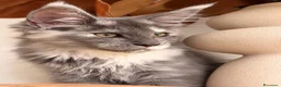 Maine Coon gatti in vendita: Allevamento Maine Coon Misty Woods - Annuncio 36