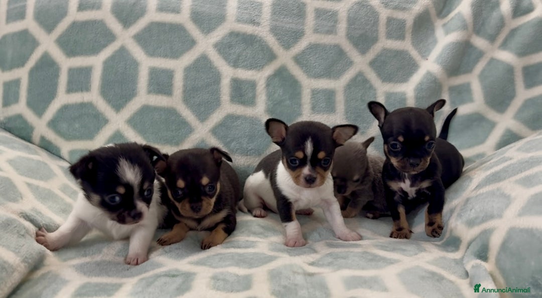 Chihuahua cani in vendita: Chihuahua  - Annuncio 22