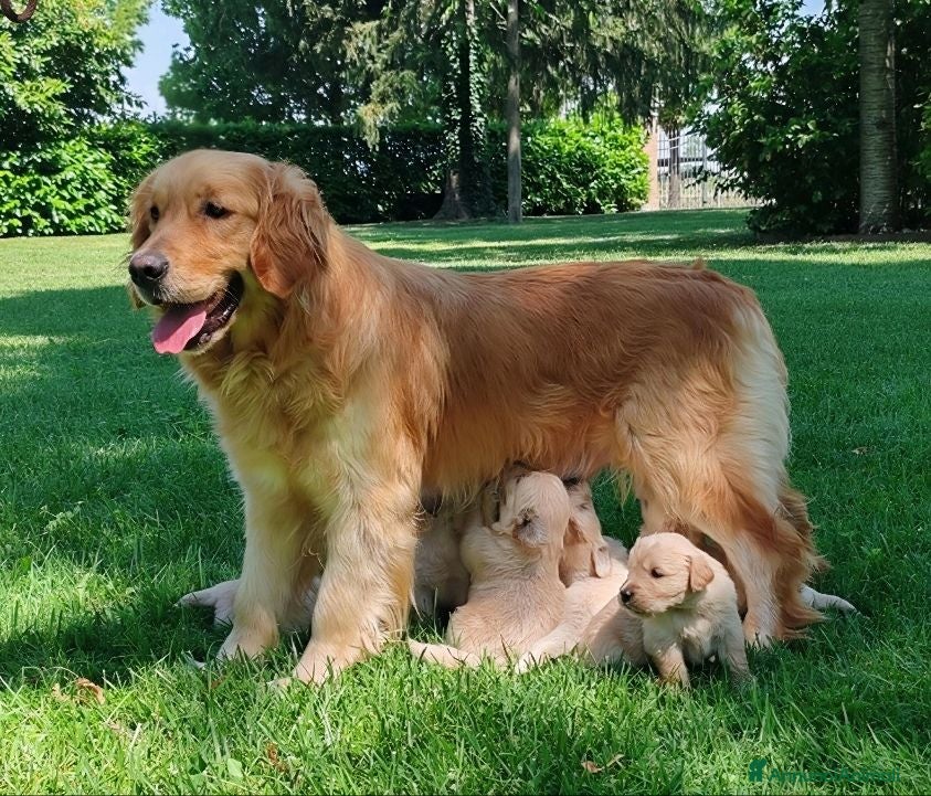 Golden Retriever cani GOLDEN CON PEDIGREE ENCI - Annuncio 1
