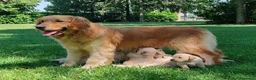 Golden Retriever cani in vendita: GOLDEN CON PEDIGREE ENCI - Annuncio 1
