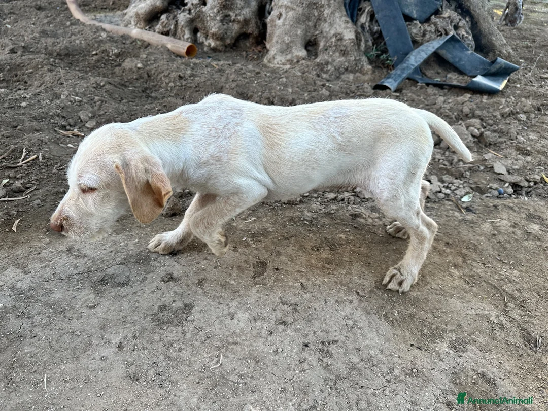 Drahthaar cani in vendita: Drahathaar maschio 3 mesi  a Provincia di Taranto - Annuncio 1