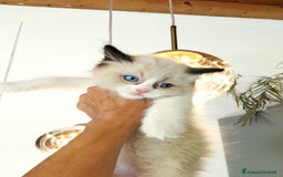 Ragdoll gatti in vendita: Cuccioli RAGDOLL con Pedigree Ministeriale AGI  a Provincia di Teramo - Immagine 6