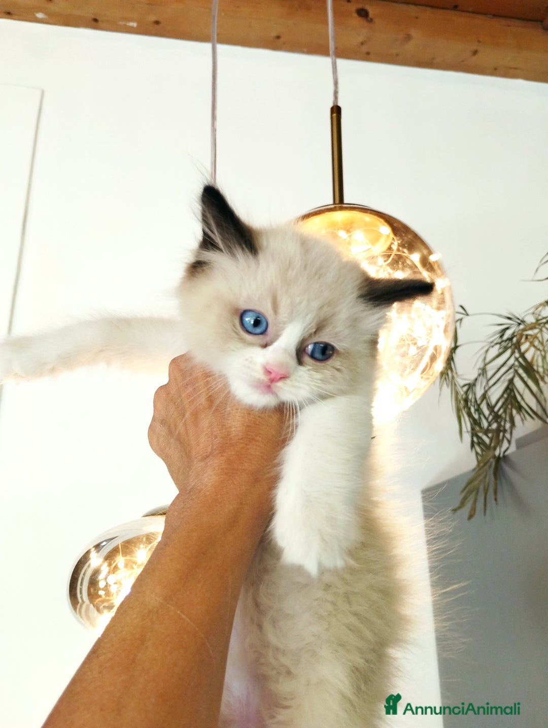Ragdoll gatti in vendita: Cuccioli RAGDOLL con Pedigree Ministeriale AGI  a Provincia di Teramo - Immagine 6