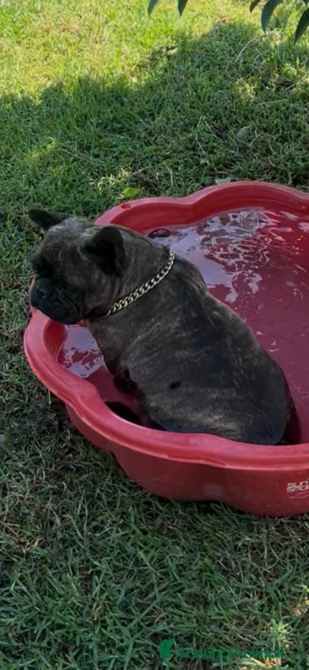 Bulldog Francese cani in vendita: Cuccioli bulldog francese - Annuncio 2