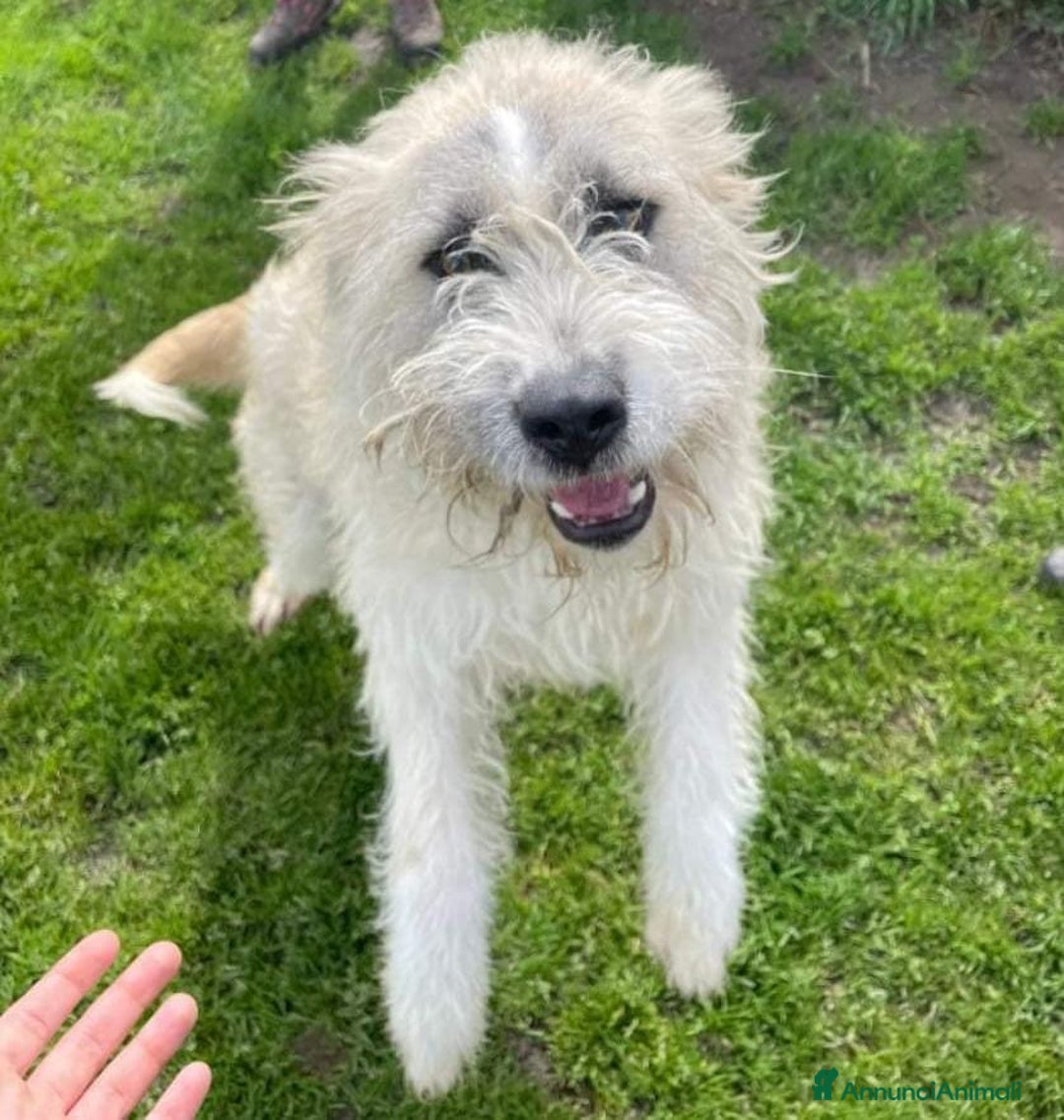 Spinone cani in regalo: Grullo, cane spinoncino bianco Maschio a Provincia di Latina - Annuncio 3