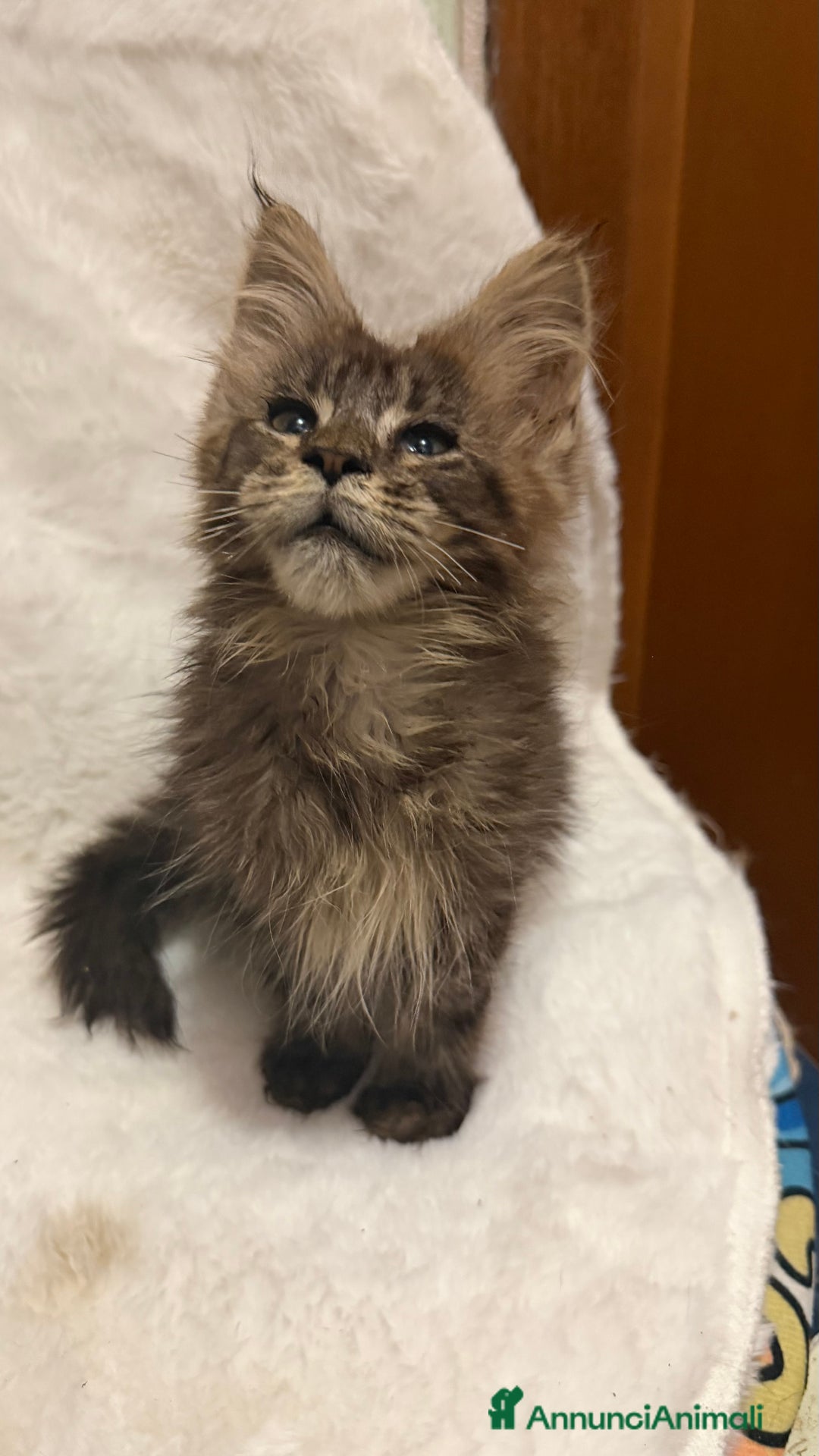 Maine Coon gatti in vendita: Maine Coon  - Annuncio 3