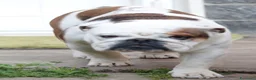 Bulldog cani in vendita: CUCCIOLI DOLCISSIMI DISPONIBILI - Annuncio 2