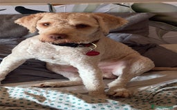 Lagotto cani per accoppiamento: Lagotto cerca fidanzata  a Provincia di Avellino - Immagine 3