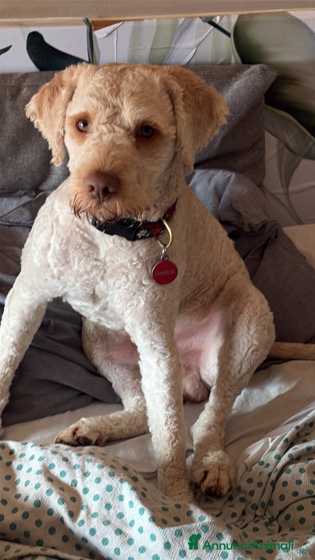 Lagotto cani per accoppiamento: Lagotto cerca fidanzata  a Provincia di Avellino - Immagine 3