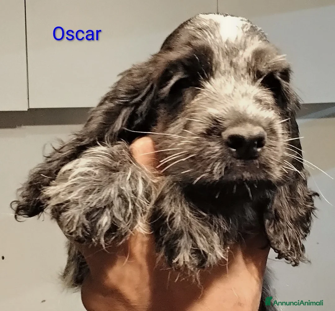 Cocker cani in vendita: Cucciolo Cocker Spaniel Inglese Blu Roano  - Annuncio 1