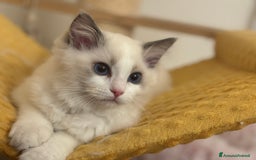 Ragdoll gatti in vendita: Cucciole Ragdoll Blue Bicolor  a Città metropolitana di Milano - Immagine 4