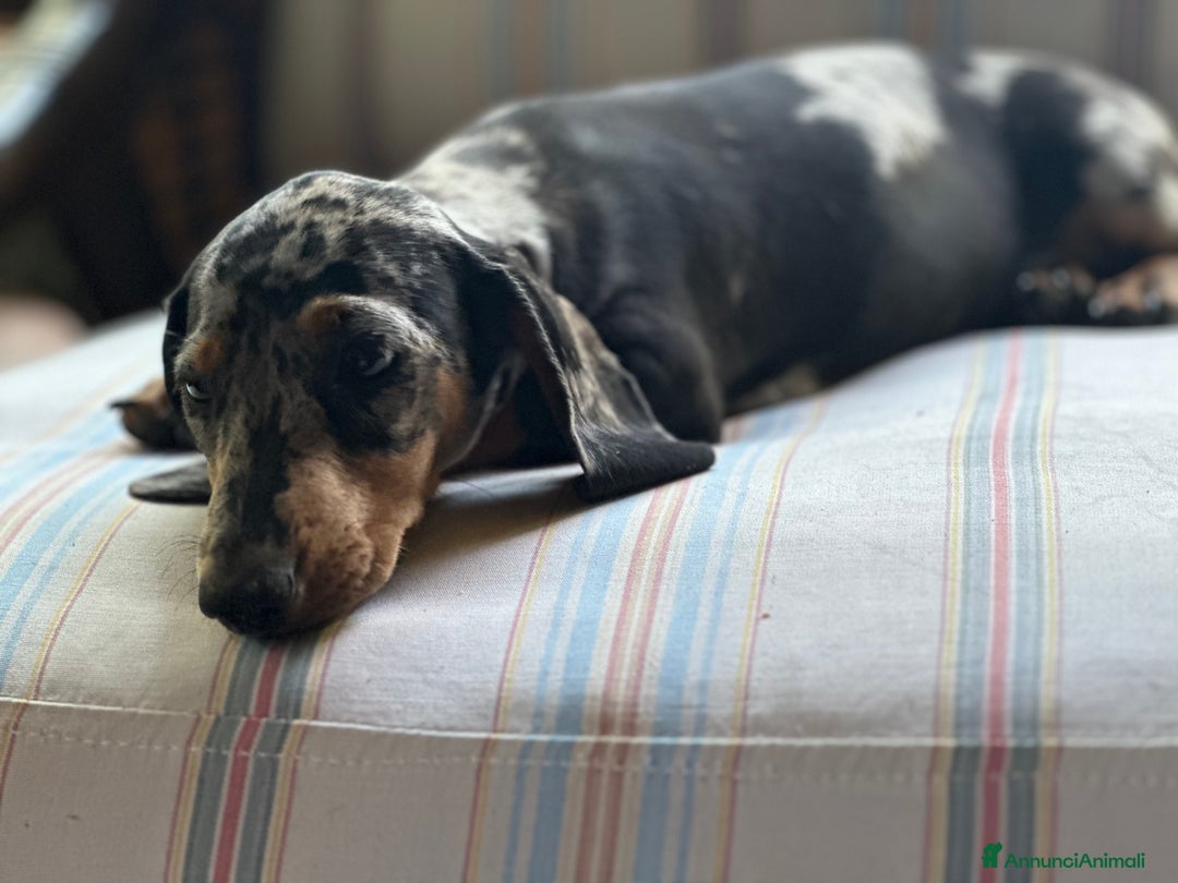 Bassotto cani in vendita: femina arlechino silver pedigree enci a Provincia di Asti - Immagine 7