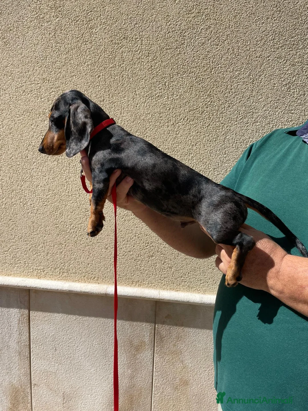 Bassotto Nano cani in vendita: Cuccioli di bassotto di taglia molto piccola  a Libero consorzio comunale di Trapani - Annuncio 1