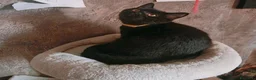 British gatti in vendita: Cuccioli da genitori British Shorthair Neri - Annuncio 7