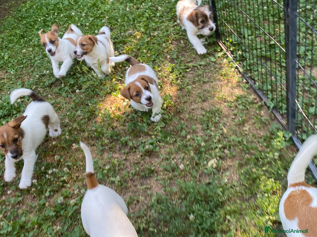 Jack Russell cani in vendita: Jack Russell pelo ruvido due mesi maschio a Città metropolitana di Milano - Immagine 6