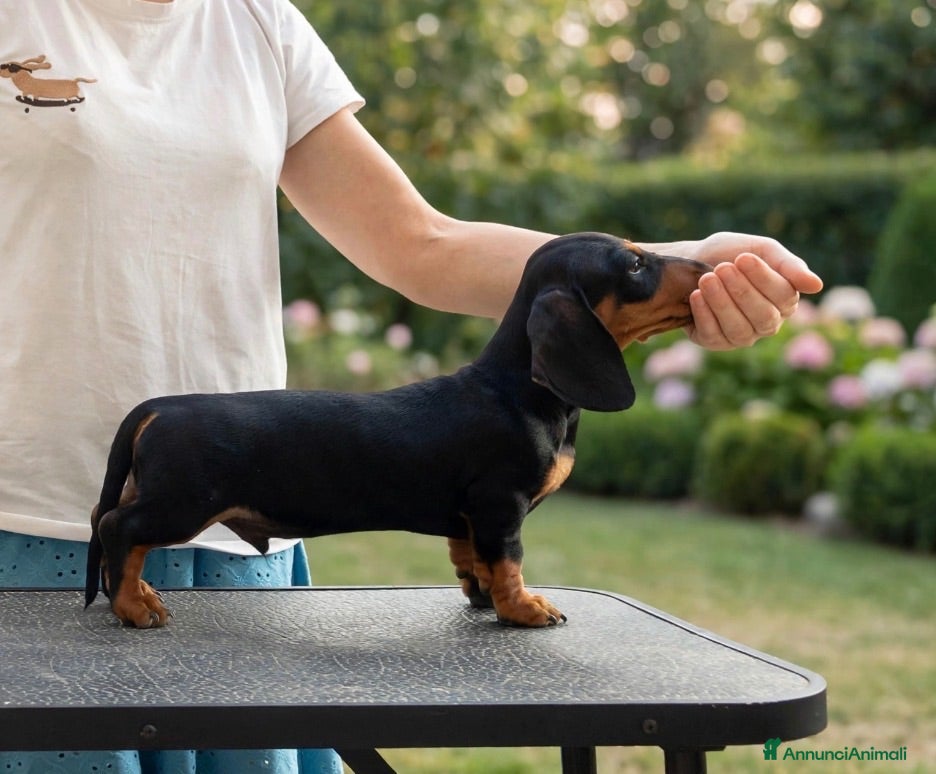 Bassotto cani Bassotto nano - Annuncio 2