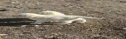 Pastore Abbruzzese Maremmano cani in vendita: Cuccioli maschi di pastore abruzzese - Annuncio 2