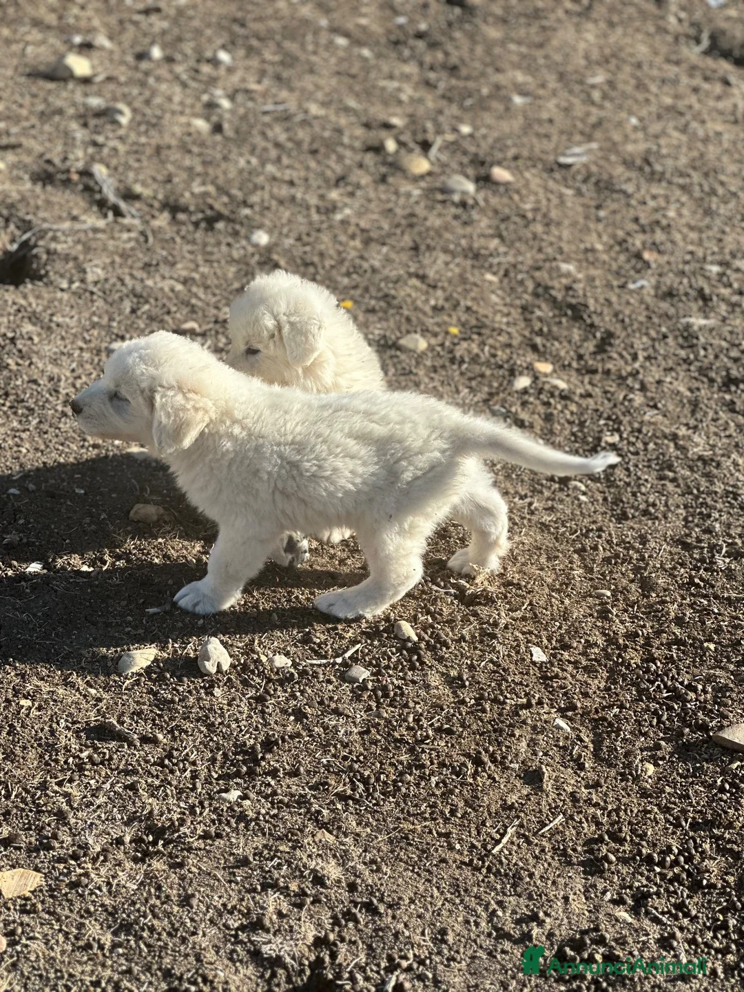 Pastore Abbruzzese Maremmano cani in vendita: Cuccioli maschi di pastore abruzzese - Annuncio 2