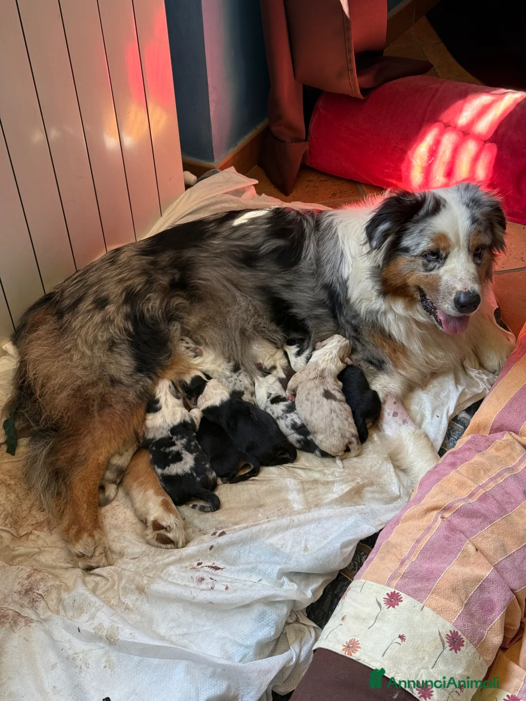 Australian Shepherd cani in vendita: Vendita cuccioli pastore australiano Pedigree - Annuncio 2