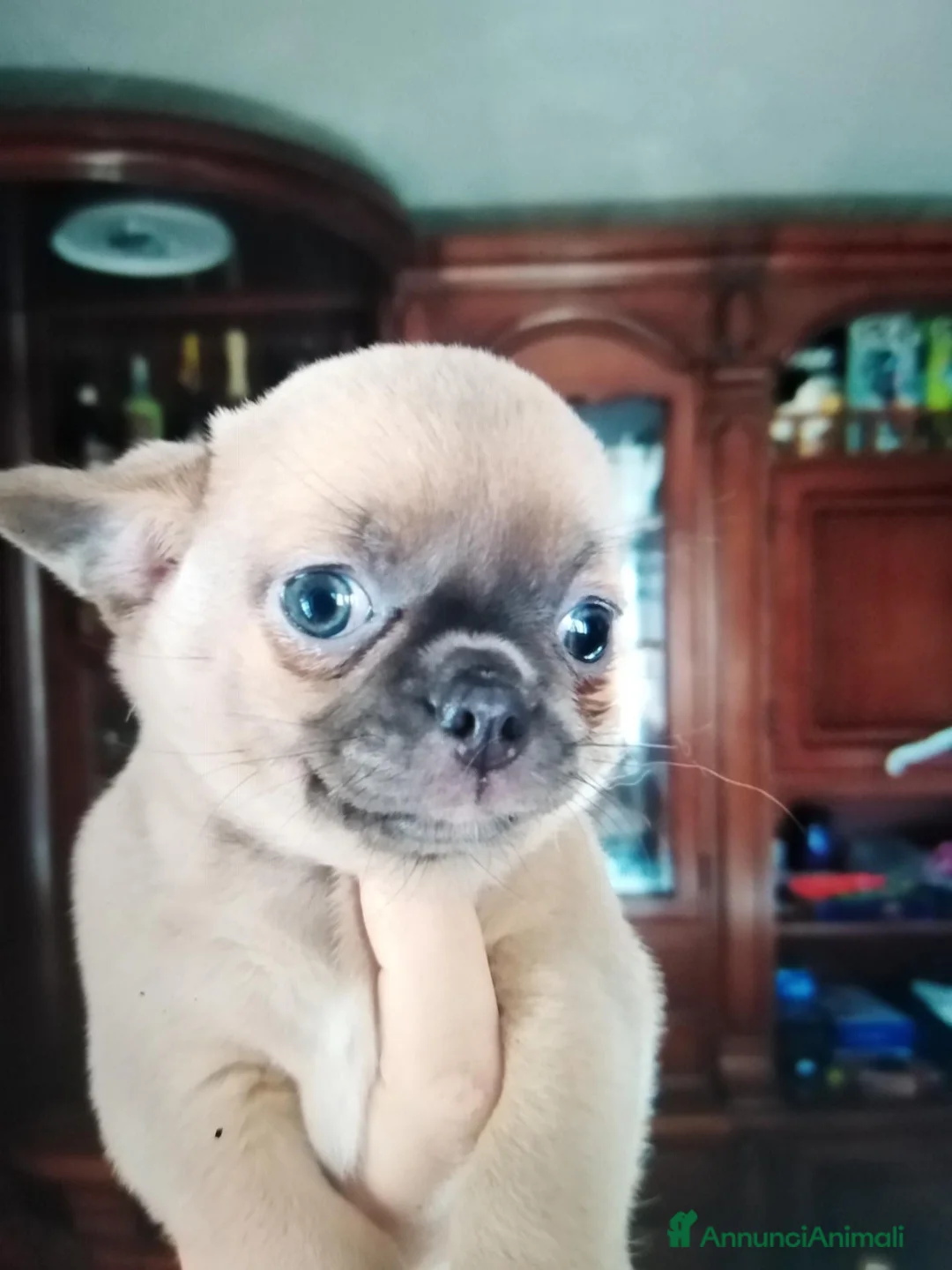 Chihuahua cani in vendita: Chihuahua cucciola femmina  - Annuncio 1