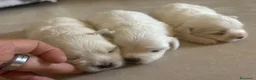 Maltese cani in vendita: Vendo maltesi - Annuncio 13
