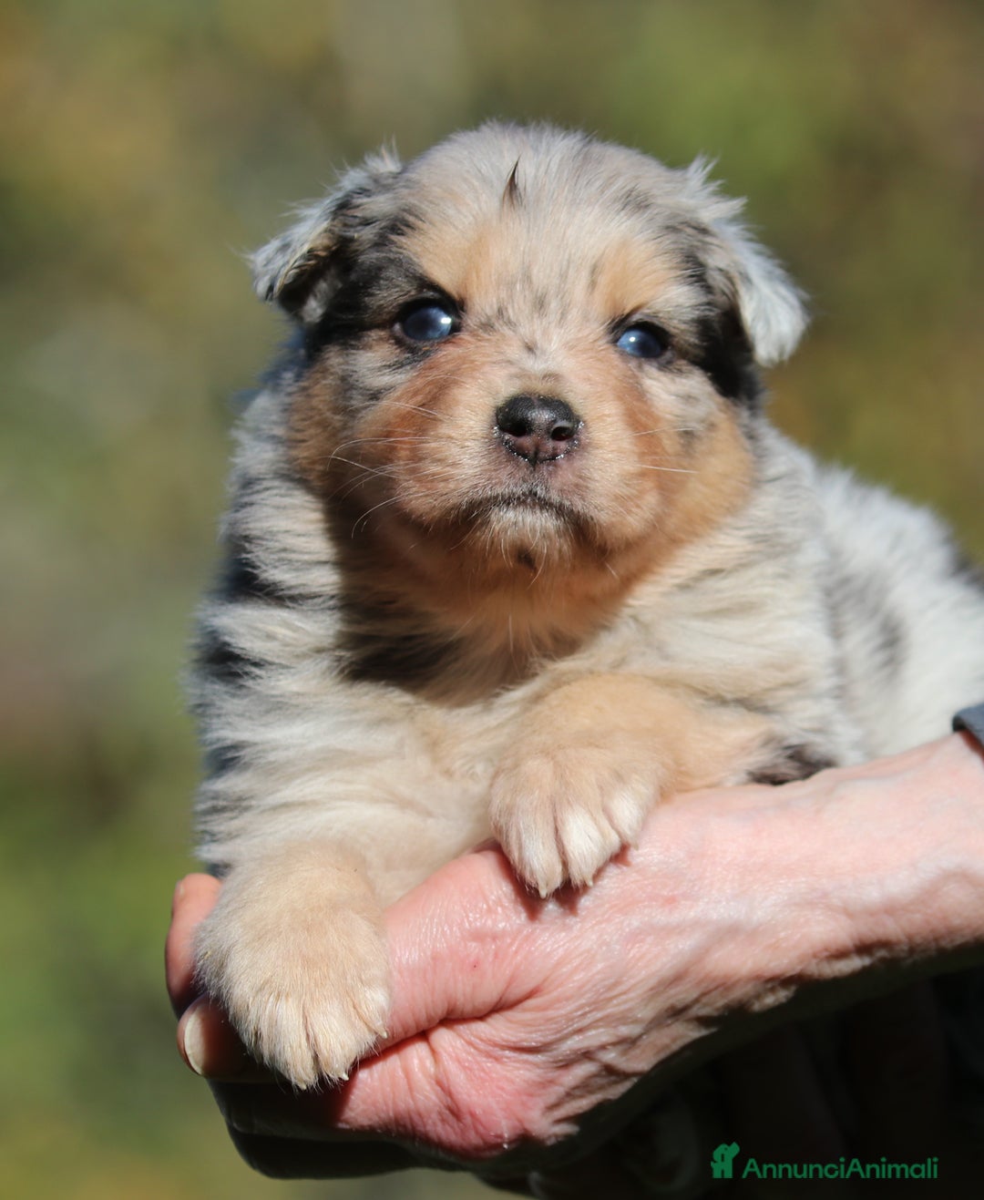 Australian Shepherd cani in vendita: PAstori Australiani cuccioli-Biancaneve e i 6 Nani - Annuncio 9