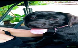 Labrador cani in vendita: Labrador  a Città metropolitana di Roma Capitale - Immagine 11