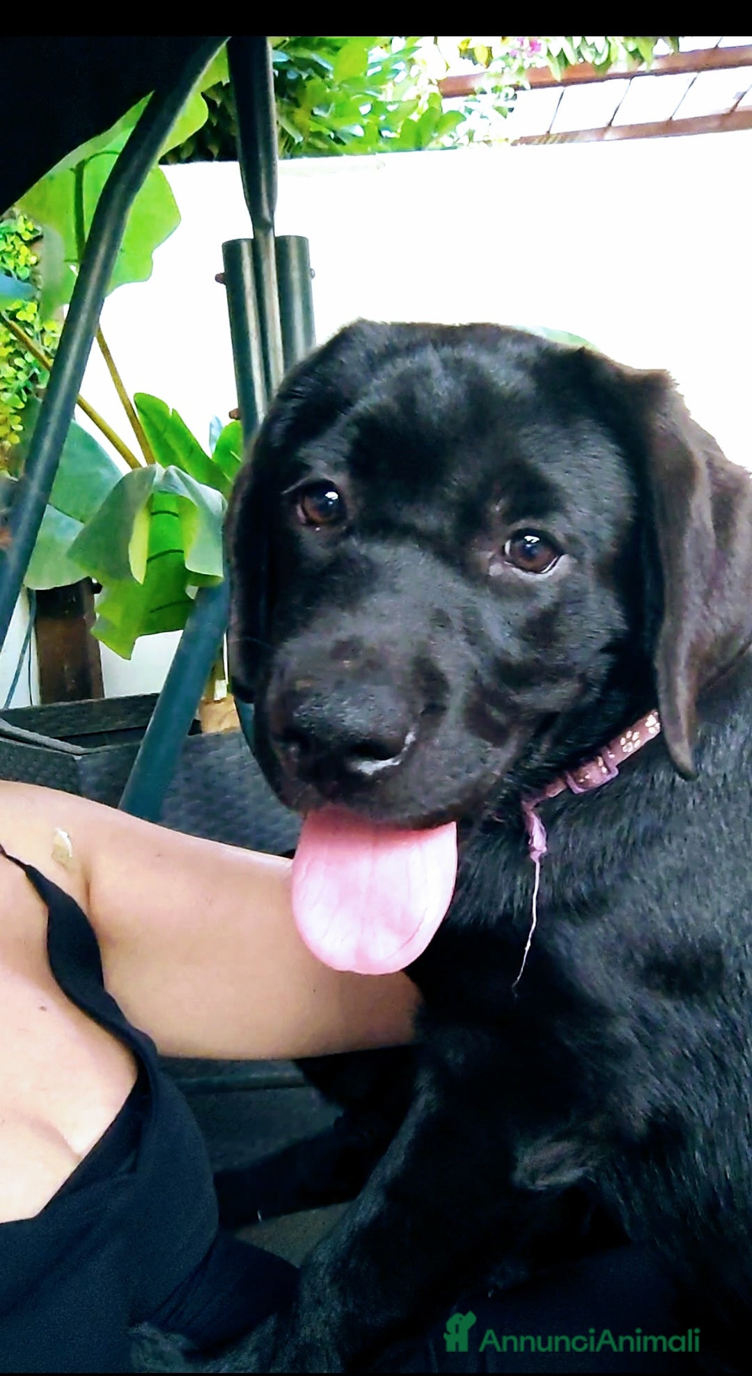 Labrador cani in vendita: Labrador  a Città metropolitana di Roma Capitale - Immagine 11