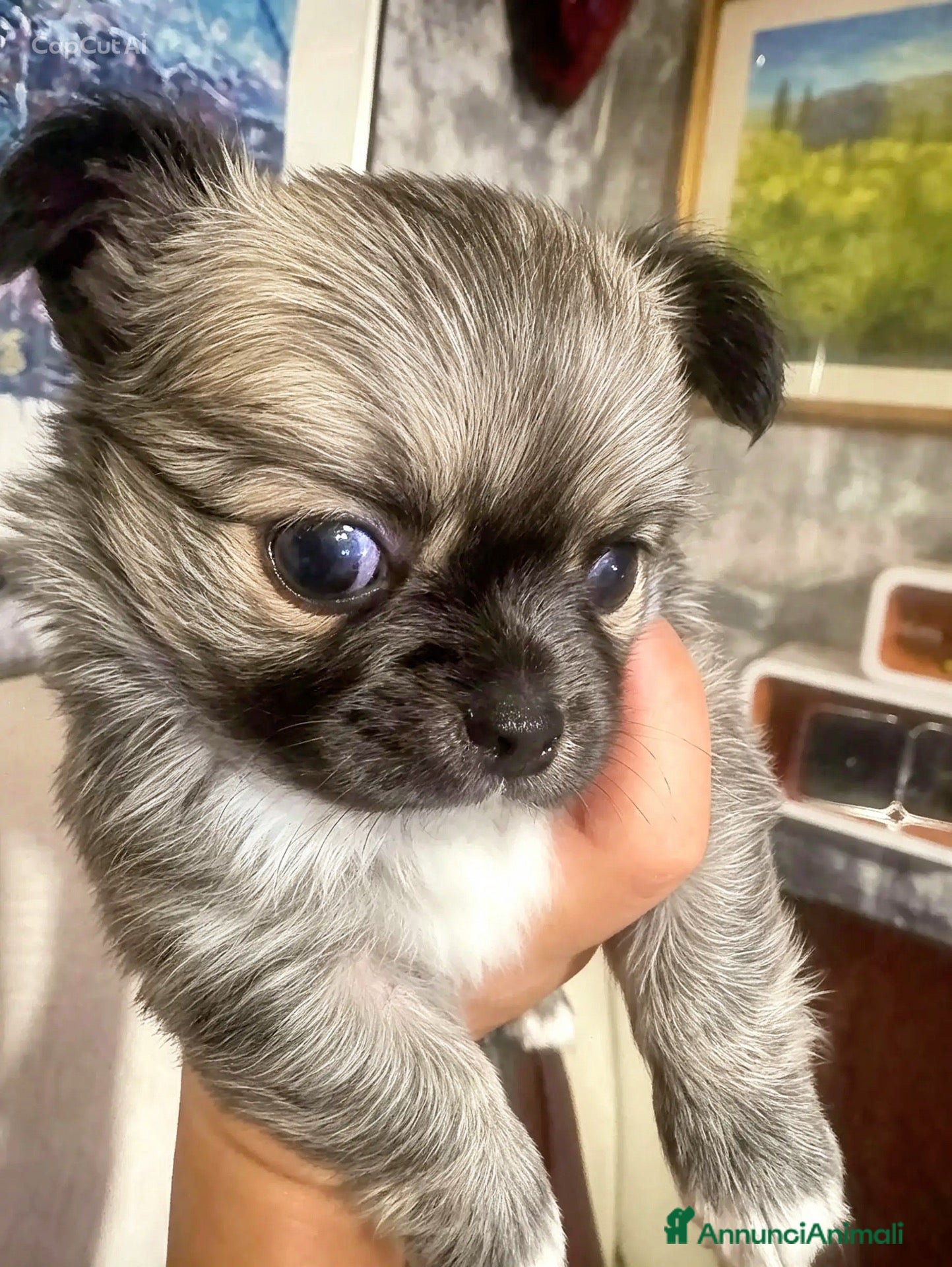 Chihuahua cani cuccioli maschi pelo lungo con pedigree ENCI/FCI - Annuncio 8