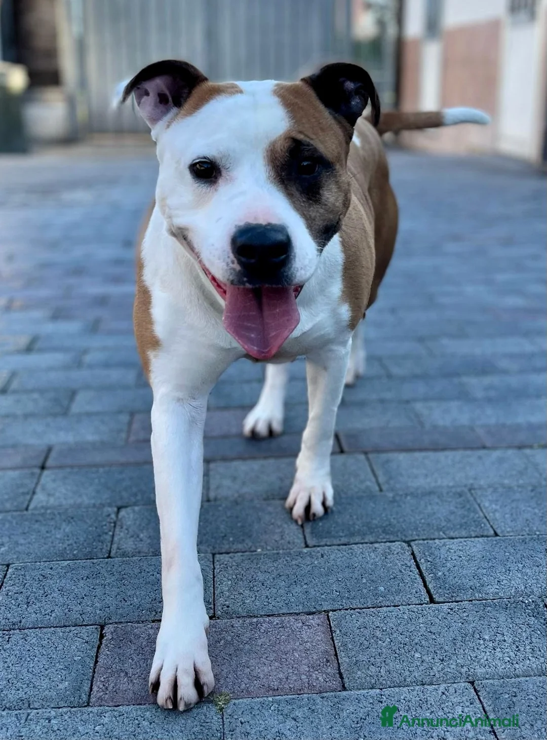 Meticcio cani in regalo: MAYA AMSTAFF - Annuncio 6