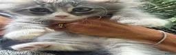 Siberiano gatti in vendita: cucciolo di gatto siberiano ipoallergico  - Annuncio 15