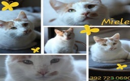 Europeo gatti in regalo: Miele micio 2anni bianco orecchie rosse SOS ROMA a Città metropolitana di Milano - Immagine 1